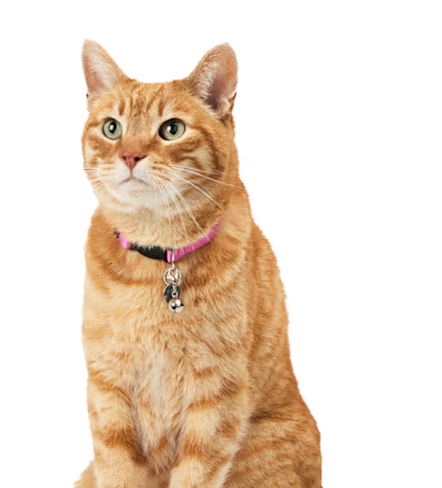 Cat Supplies